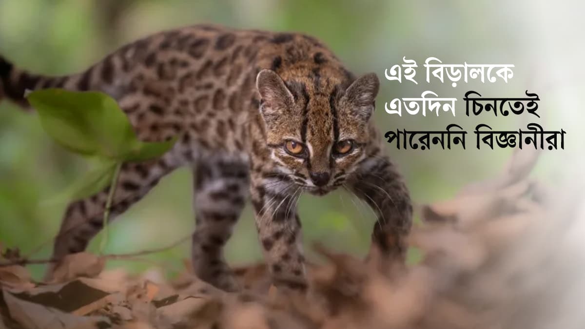 টিলকায়ো